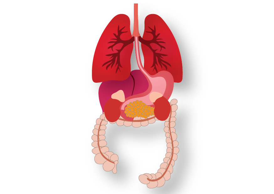Spesialis Penyakit Dalam